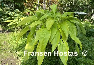 Hosta Frisian Pride